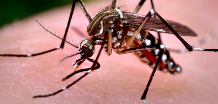 Brasil ultrapassa 5 milhões de casos de dengue