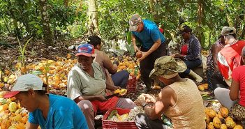 Da escravidão à independência: famílias conquistam renda com produção agroecológica de cacau