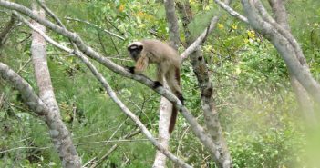 Ignorância e medo da varíola provocam onda de ataques a macacos