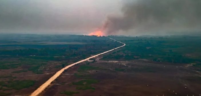 70% das queimadas no Brasil em 2024 destruíram vegetação nativa