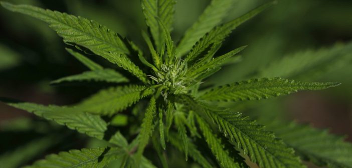 ‘Dia histórico’: Anvisa amplia regras para uso de maconha medicinal no Brasil; associações selecionadas poderão cultivar