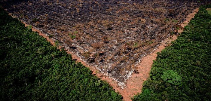Gigantes do agronegócio abandonam a Moratória da Soja e ampliam risco de desmatamento na Amazônia
