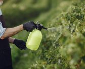 Bolachas, miojos, bisnaguinhas: glifosato aparece na metade dos ultraprocessados analisados pelo Idec