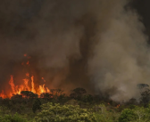 Nova cartilha do Observatório do Clima foca Congresso para barrar retrocessos na política ambiental
