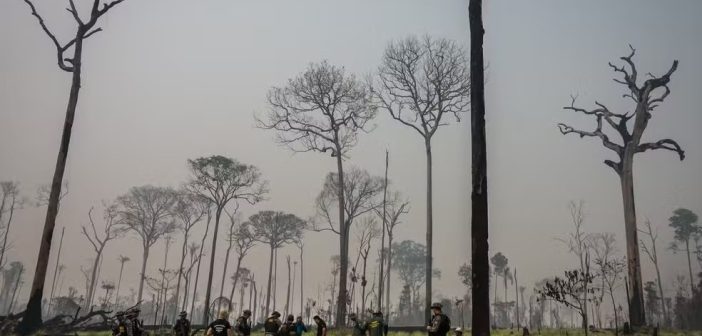 Palco do ‘Dia do Fogo’, Flona do Jamanxim já queimou 30% e pode perder área maior para pecuária e garimpo